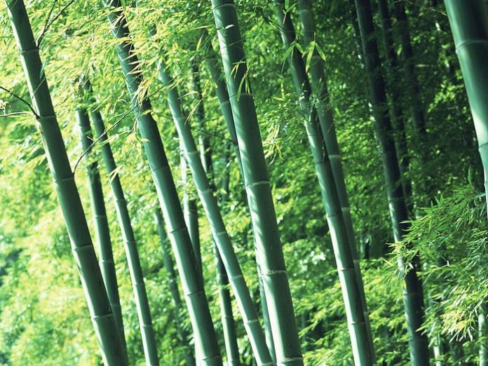 bamboo forest