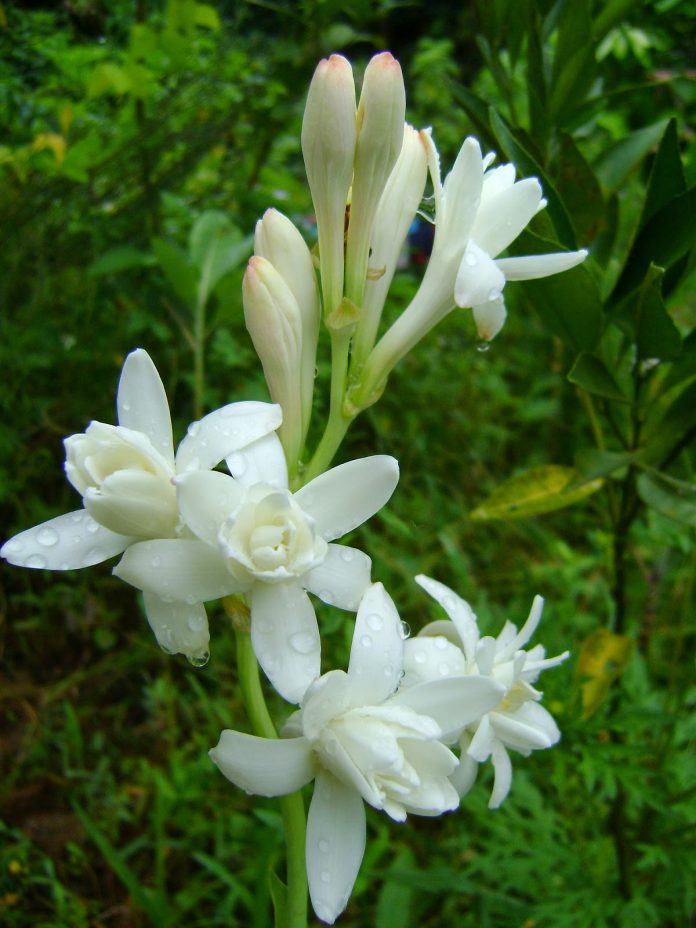 sampangi