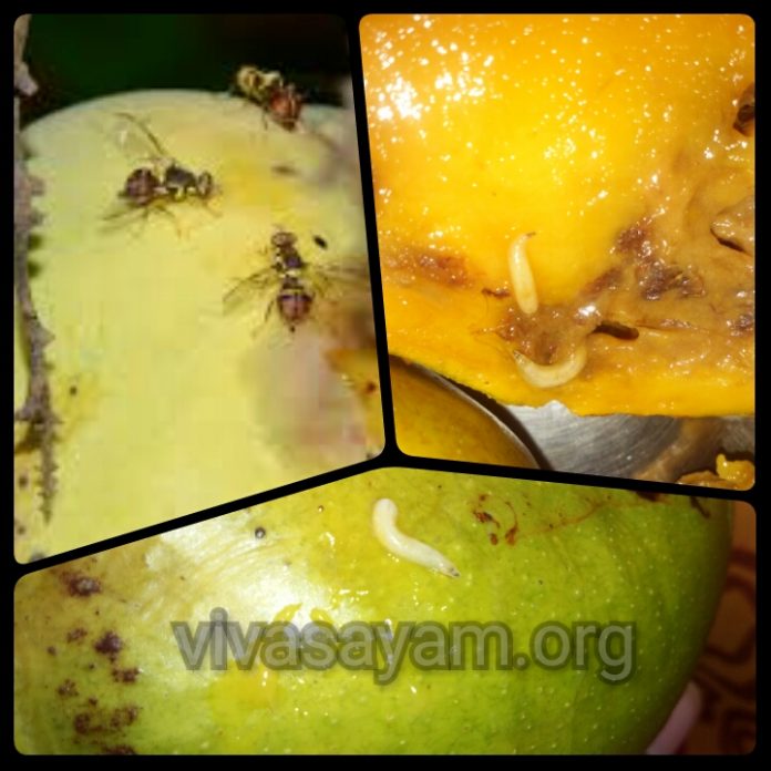 mango bug மாம்பழ ’ஈ‛