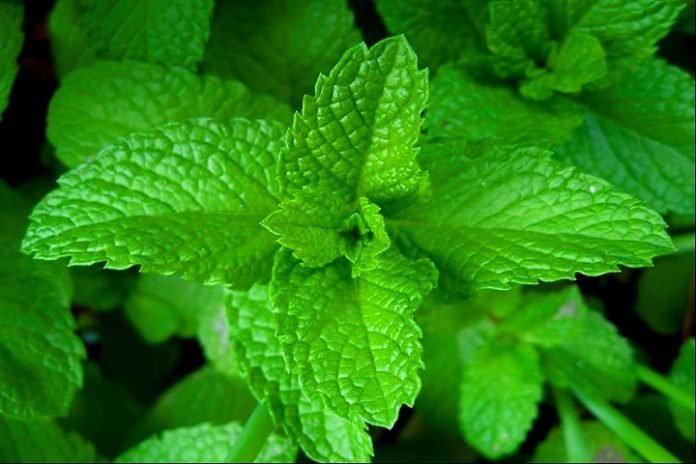 mint