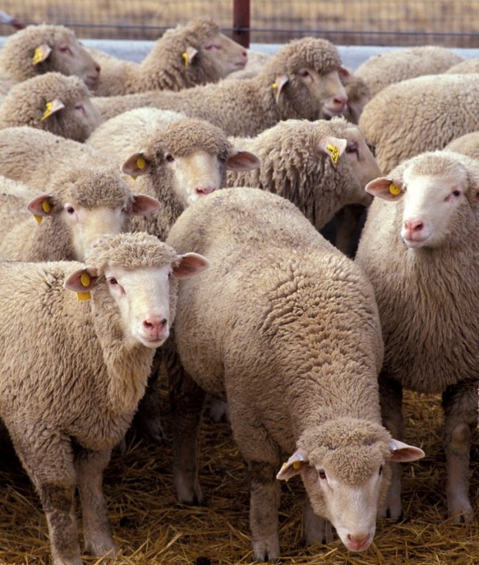 semgoat