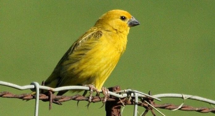 Finch cuckoo