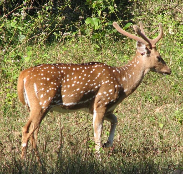 deer1