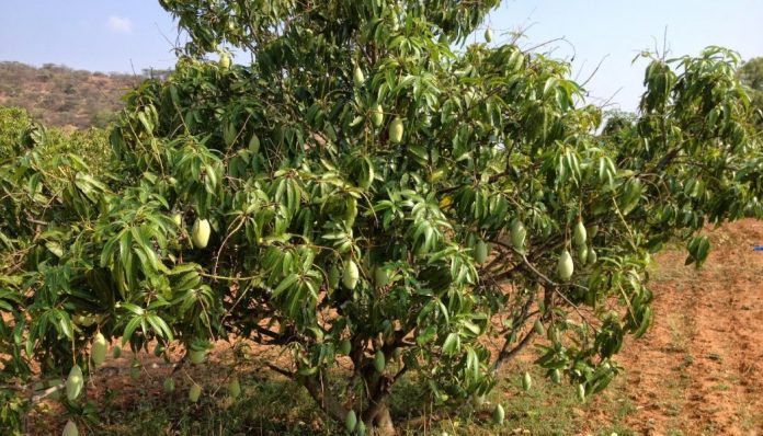 mango tree