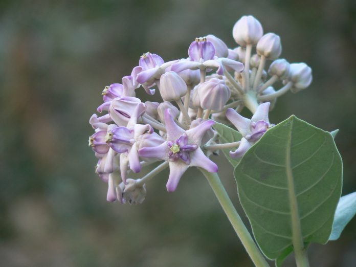எருக்கு இலை