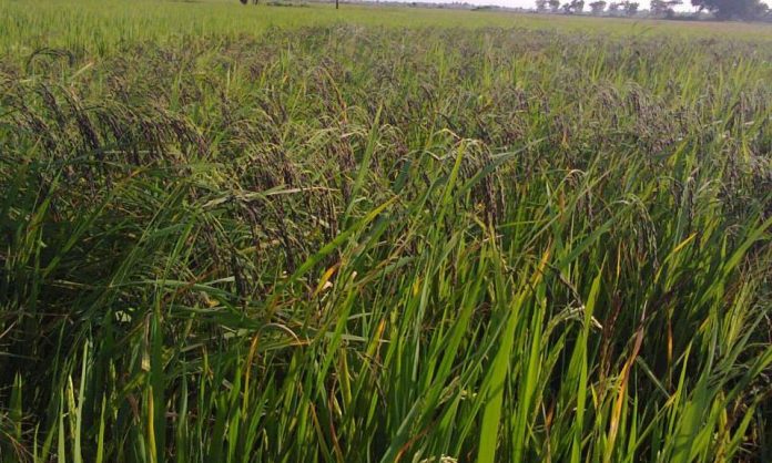 கருங்குறுவை