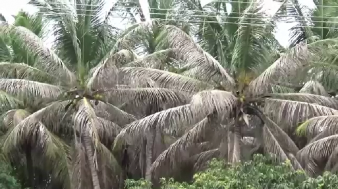 cocunut_tree
