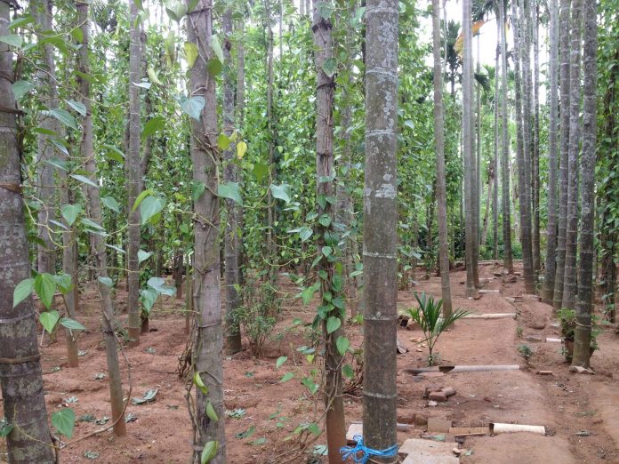 மிளகு