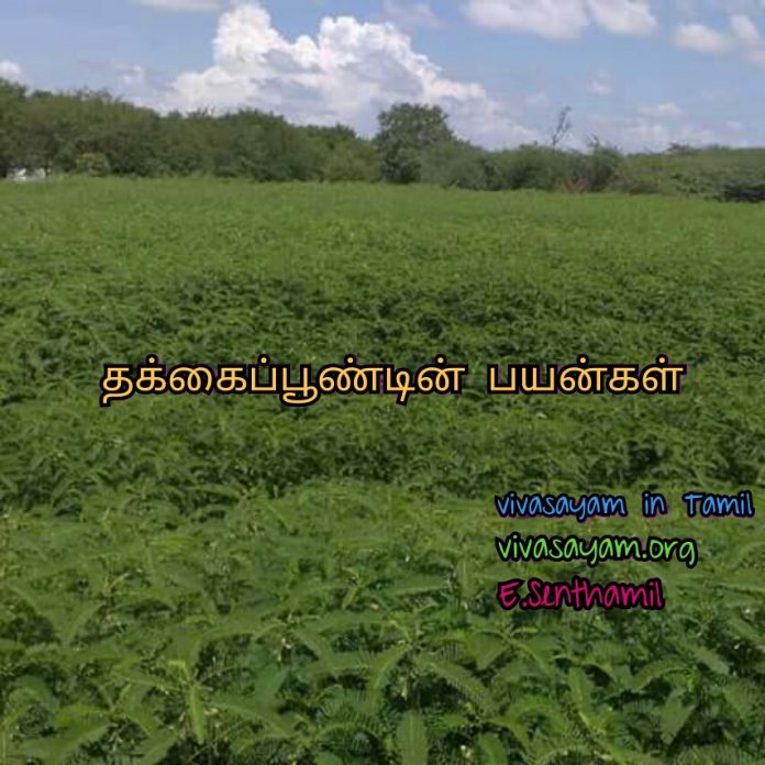 thakkaipoondu