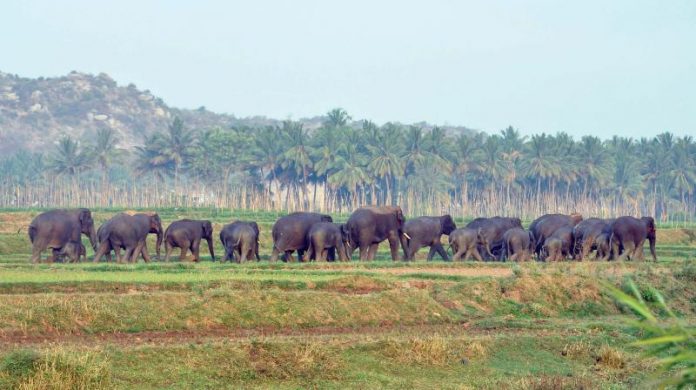 elephant