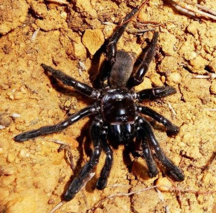 ANIMAL-SPIDER