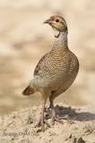 Grey francolin