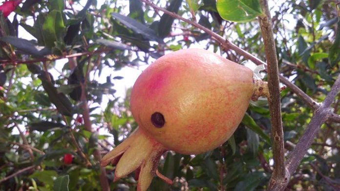 mathulai