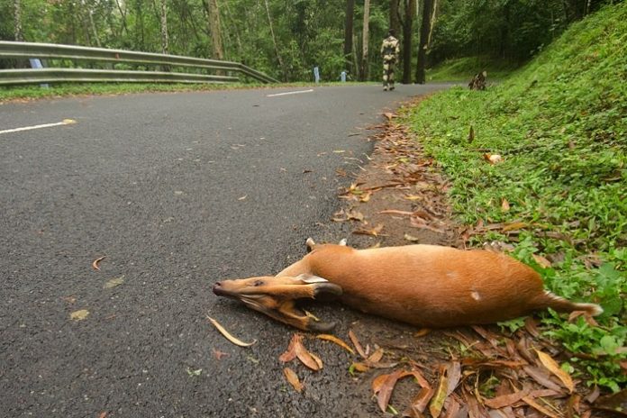 forest animal death 2