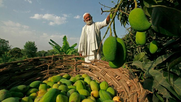 India Mango Man With Basket of Mangoes