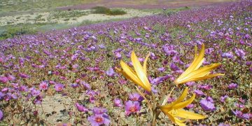 டெஸியெர்டோ ஃபுளோரிடா (Desierto Florido)