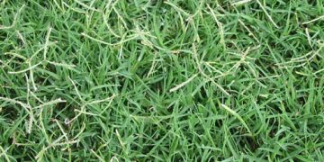 அருகம்புல்லின் அறிவியல் பயன்கள்